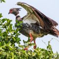 Halsband-Wehrvogel (Chauna torquata)