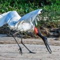 Jabiru (Jabiru mycteria)