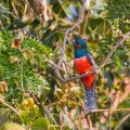 Blauscheiteltrogon (Trogon curucui)