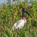 Jabiru (Jabiru mycteria)