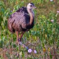 Nandu (Rhea americana)