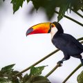 Riesentukan (Ramphastos toco)