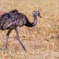 Nandu (Rhea americana)