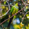 Nandaysittich (Nandayus nenday)