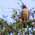 Wegebussard, Grossschnabelbussard ( Rupornis magnirostris)