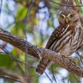 Brasil-Sperlingskauz (Glaucidium brasilianum)