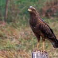 Wegebussard, Grossschnabelbussard ( Rupornis magnirostris)