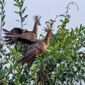 Hoatzin (Opisthocomus hoazin)