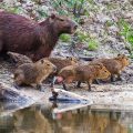 Capybara (Hydrochoerus hydrochaeris) Wasserschwein