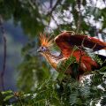 Hoatzin (Opisthocomus hoazin)