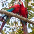 Hellroter Ara (Ara macao)
