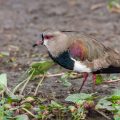 Bronzekiebitz (Vanellus chilensis)