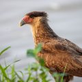 Schopfkarakara (Caracara plancus)
