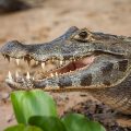 Brillenkaiman (Caiman yacare)