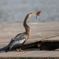 Amerikanischer Schlangenhalsvogel (Anhinga anhinga)