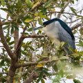 Nachtreiher (Nycticorax nycticorax)