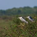 Nachtreiher (Nycticorax nycticorax)