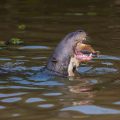 Riesenotter (Pteronura brasiliensis)