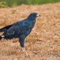 Schwarzbussard (Buteogallus urubitinga)