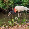 Jabiru (Jabiru mycteria)