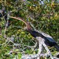 Amerikanischer Schlangenhalsvogel (Anhinga anhinga)