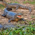Brillenkaiman (Caiman yacare)