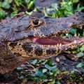 Brillenkaiman (Caiman yacare)