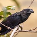 Glattschnabelani (Crotophaga ani)