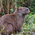 Capybara (Hydrochoerus hydrochaeris) Wasserschwein