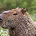 Capybara (Hydrochoerus hydrochaeris) Wasserschwein
