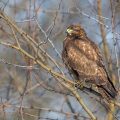 Mäusebussard (Buteo buteo)