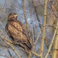 Mäusebussard (Buteo buteo)