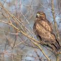 Mäusebussard (Buteo buteo)
