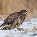 Mäusebussard (Buteo buteo)