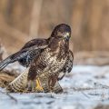 Mäusebussard (Buteo buteo)
