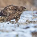 Mäusebussard (Buteo buteo)