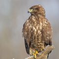 Mäusebussard (Buteo buteo)