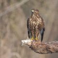 Mäusebussard (Buteo buteo)