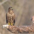 Mäusebussard (Buteo buteo)