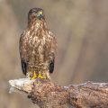 Mäusebussard (Buteo buteo)
