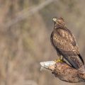 Mäusebussard (Buteo buteo)