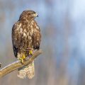 Mäusebussard (Buteo buteo)