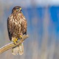 Mäusebussard (Buteo buteo)