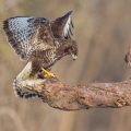 Mäusebussard (Buteo buteo)