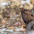 Mäusebussard (Buteo buteo)