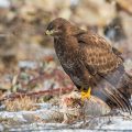 Mäusebussard (Buteo buteo)