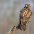 Mäusebussard (Buteo buteo)