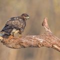Mäusebussard (Buteo buteo)