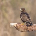 Mäusebussard (Buteo buteo)