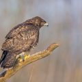 Mäusebussard (Buteo buteo)